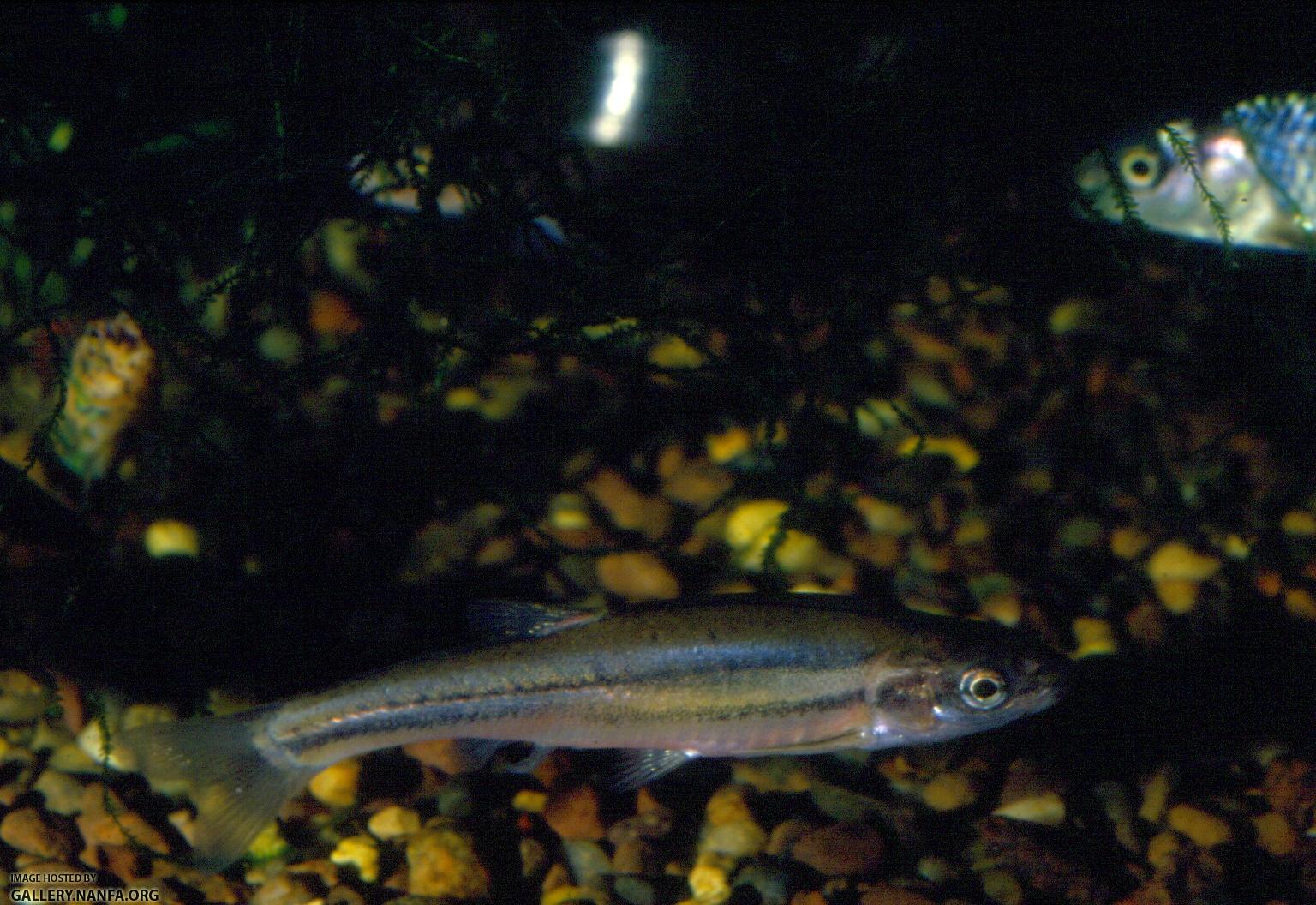 Tennessee Redbelly Dace