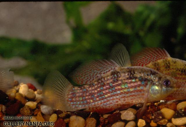 American Flagfish (2)
