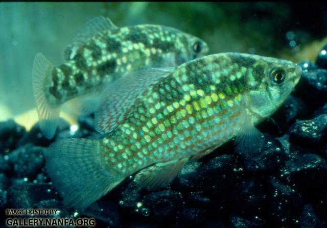 American Flagfish (3)