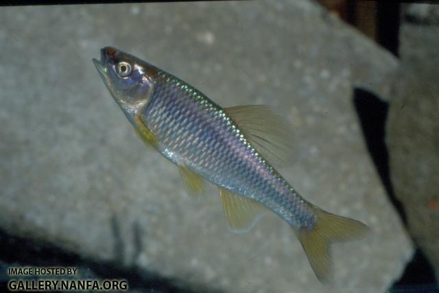 Steelcolor Shiner (2)