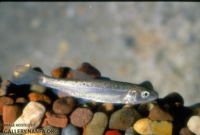 Sacramento Squawfish