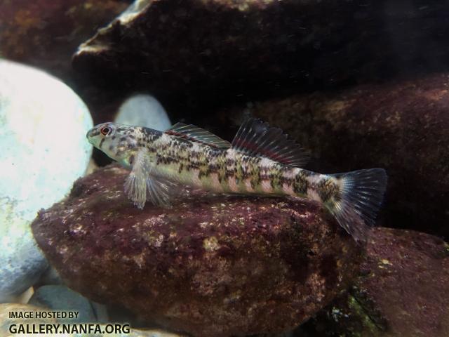 Male banded dater (E. zonale)