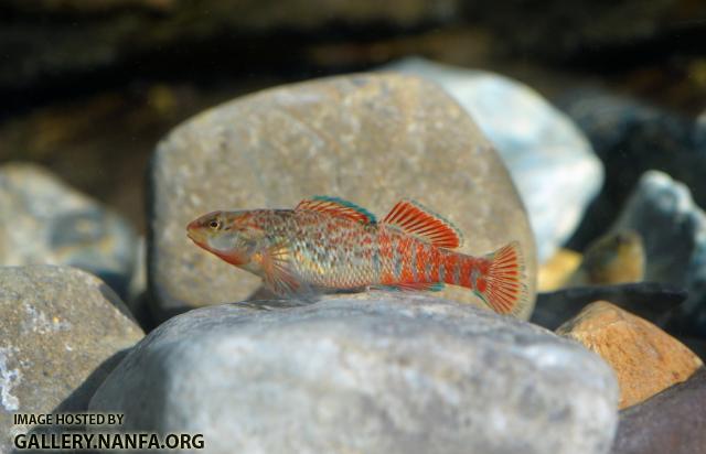 Rainbow darter with red tail