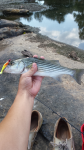 Striped Bass (Morone saxatilis)