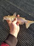 White Catfish (Ameiurus catus)