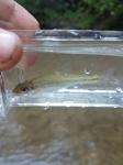 New River Shiner (Notropis scabriceps)