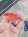 Flamefish (Apogon maculatus)