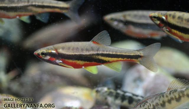 Male Mountain Redbelly Dace