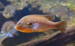 Male Redbreast Sunfish Lepomis auritus