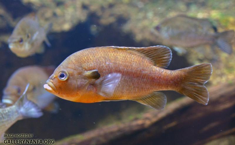 Male Redbreast Sunfish Lepomis auritus