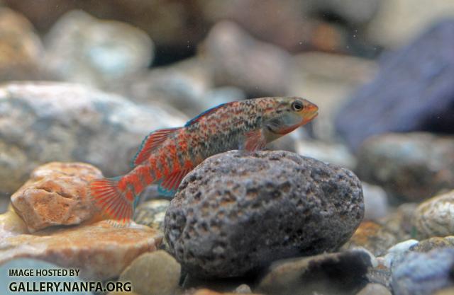 Young Male Rainbow Darter