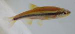 yellowfin shiner 1