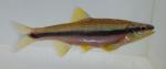 yellowfin shiner 2