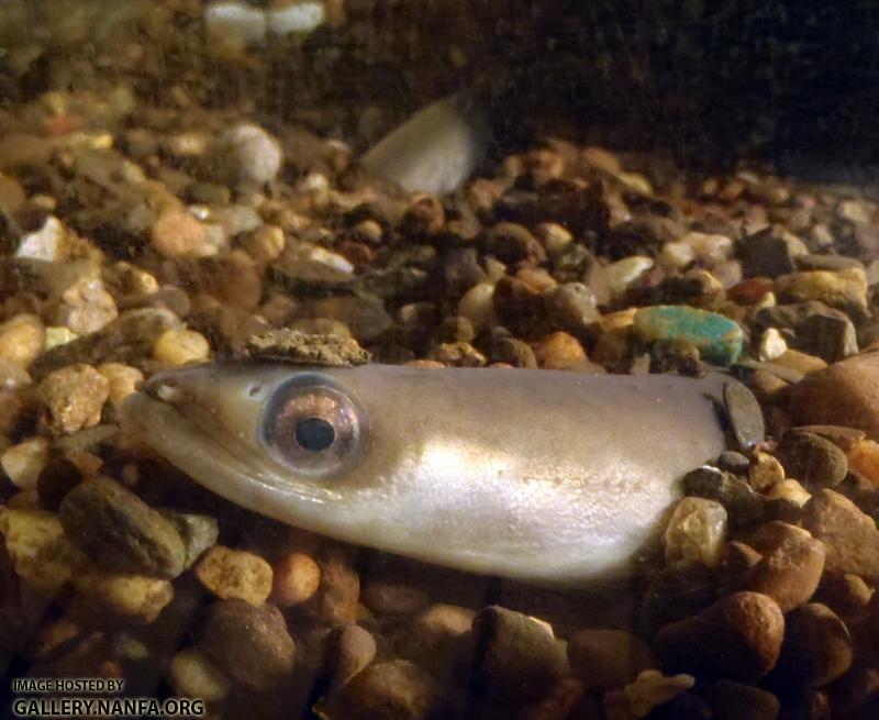 American eel closeup