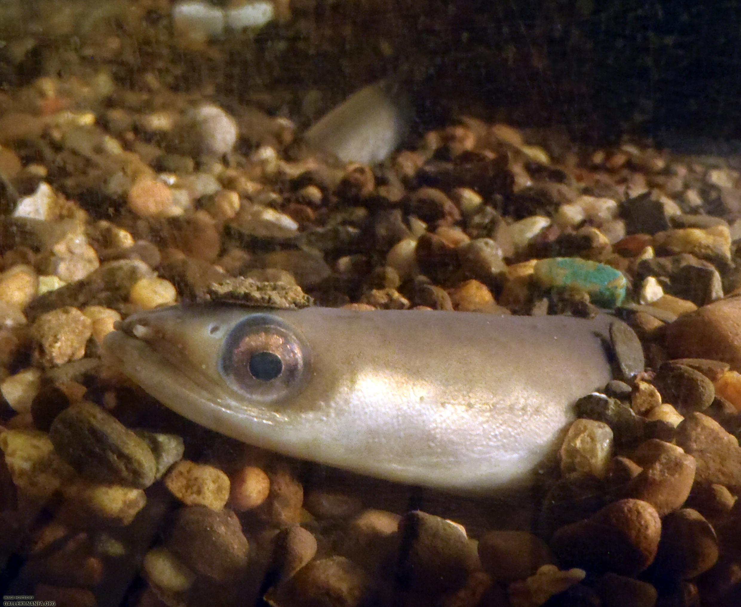 American eel closeup