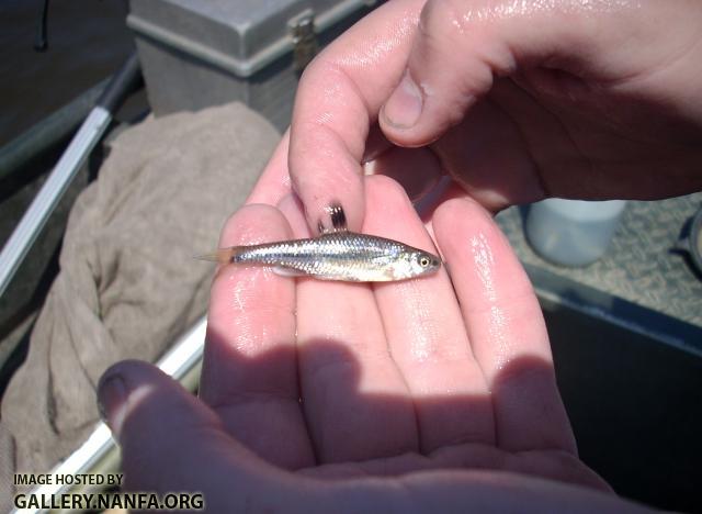 Pugnose Minnow4