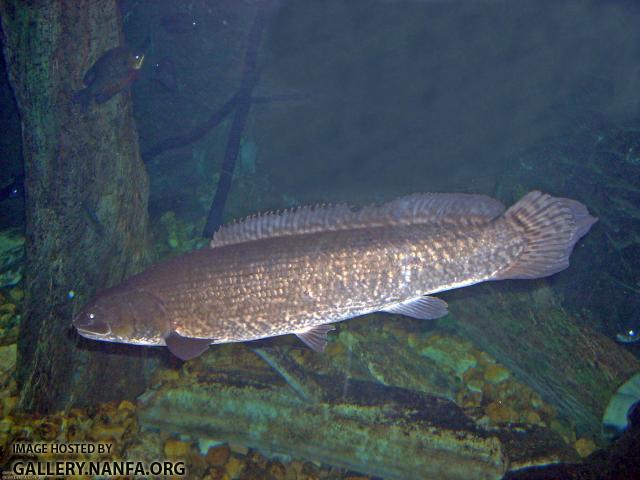 Bowfin Adult