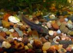 Bowfin Young of the Year3