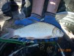 Quillback - Carpiodes cyprinus