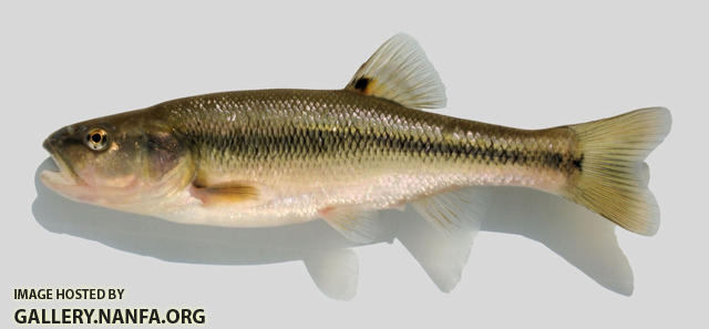 Semotilus atromaculatus  Creek Chub 2000