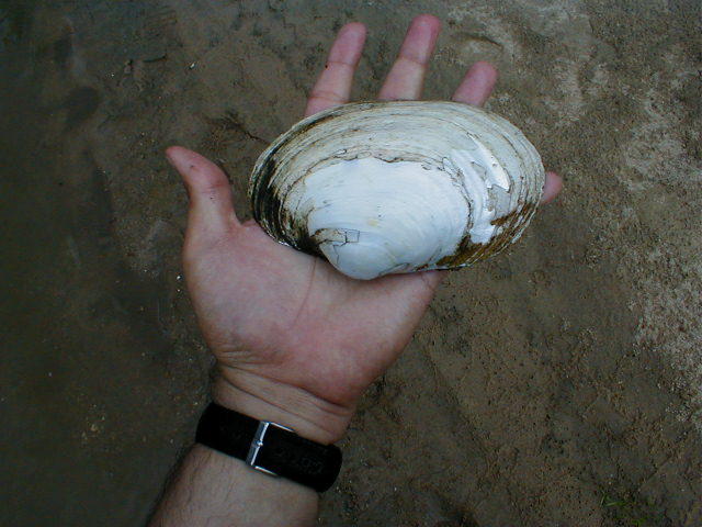 mussel-shell4.jpg