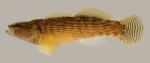 Etheostoma flabellare  Fantail Darter 2000