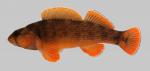Etheostoma bellum  Orangefin Darter 2000