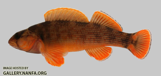 Etheostoma bellum  Orangefin Darter 2000