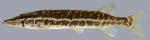 Esox americanus vermiculatus  Grass Pickerel 2000