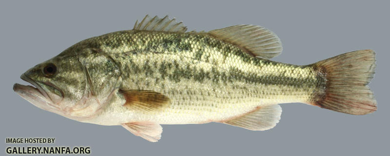 Micropterus salmoides Largemouth Bass 2000