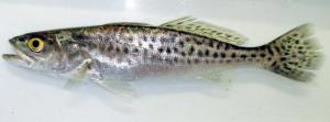 Speckled Seatrout