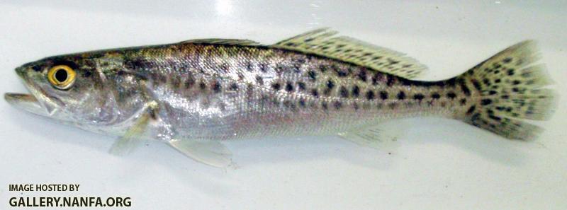 Speckled Seatrout