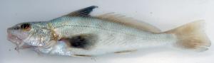 Southern Kingfish