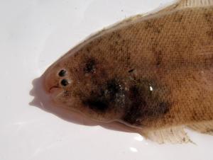 Blackcheek Tonguefish