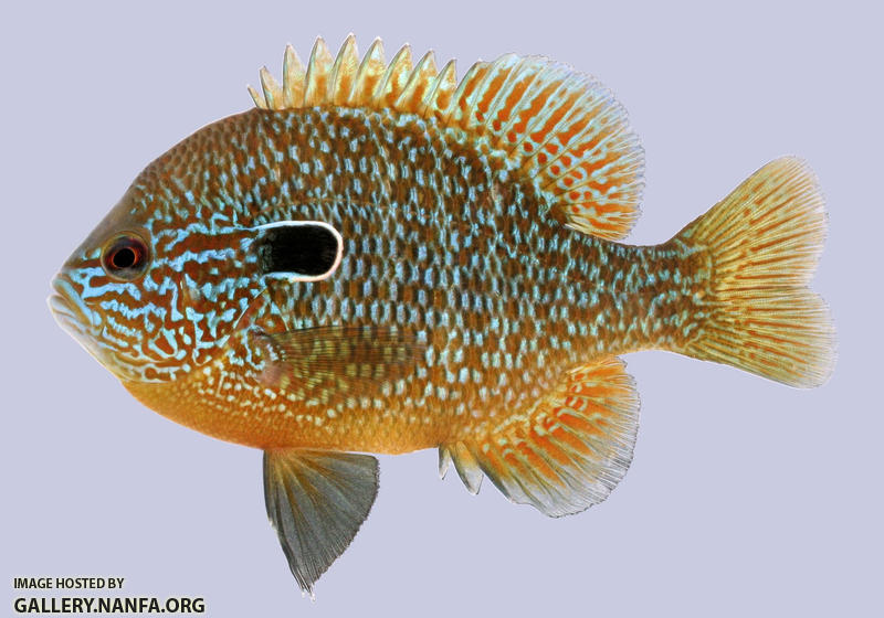 Lepomis megalotis  Longear Sunfish male 2-2000