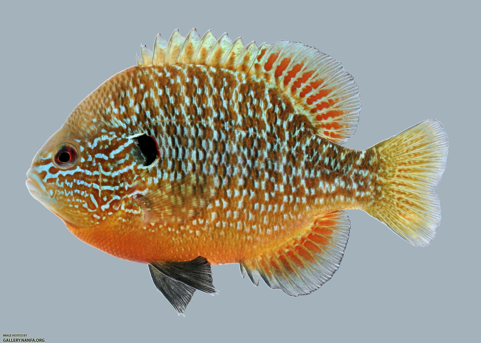 Lepomis megalotis  Longear Sunfish male 1-2000