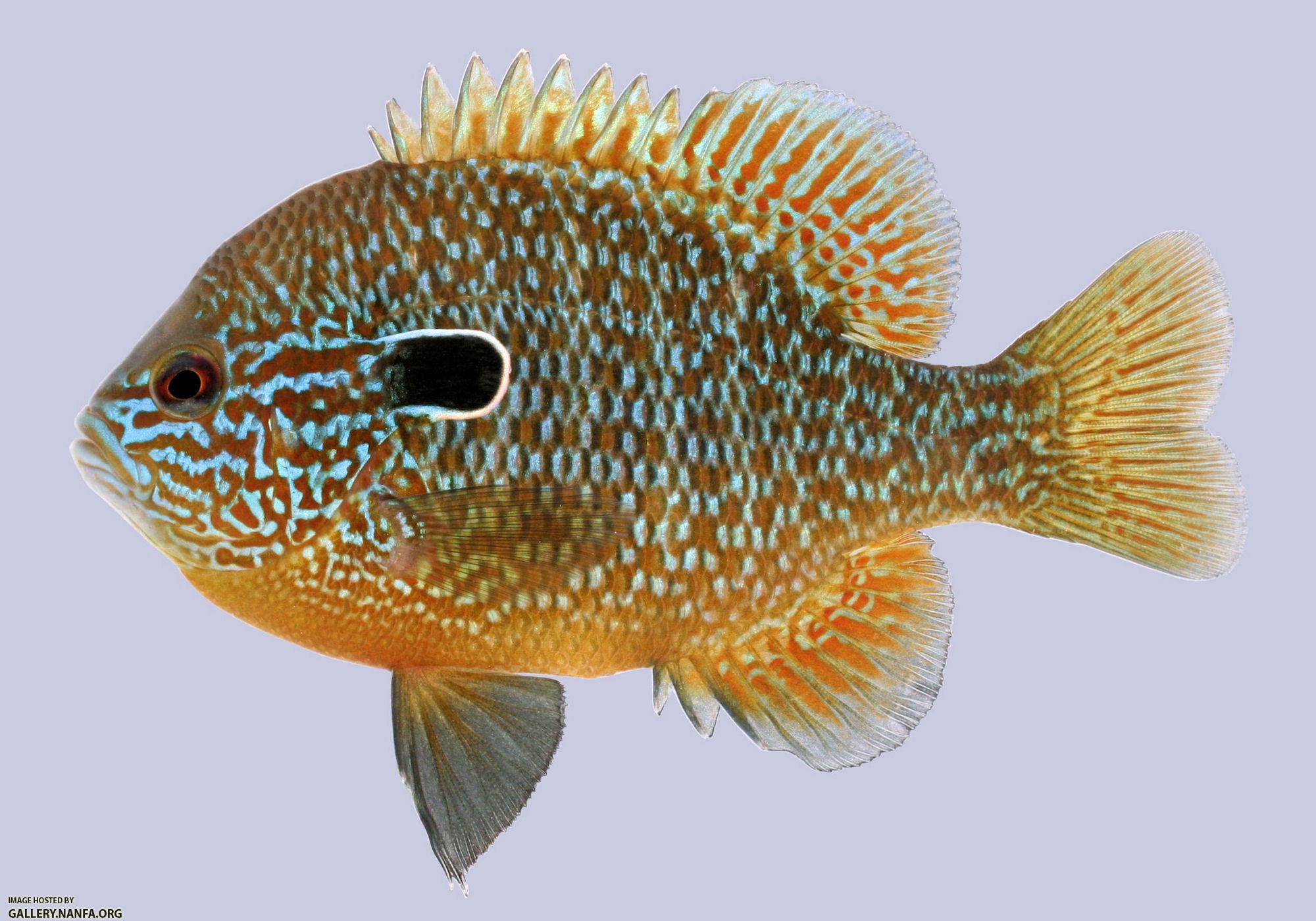 Lepomis megalotis  Longear Sunfish male 2-2000