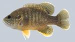 Lepomis cyanellus  Green Sunfish 2000