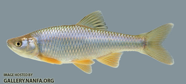 Cyprinella spiloptera Spotfin Shiner male 2-2000