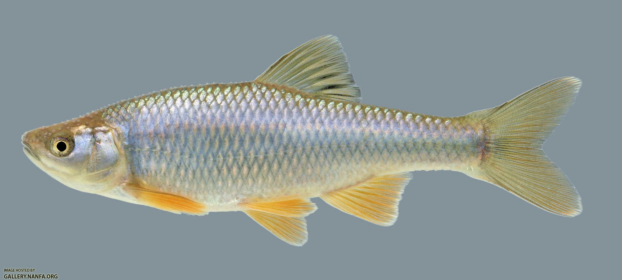 Cyprinella spiloptera Spotfin Shiner male 2-2000
