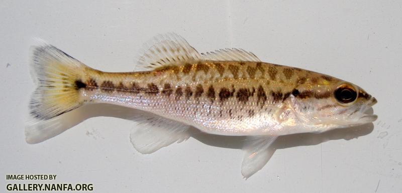Alabama Bass