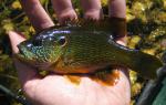 green sunfish 092108