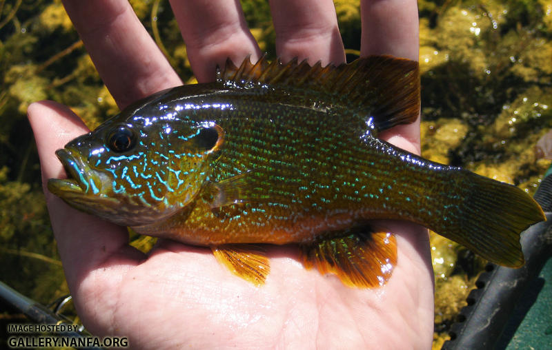 green sunfish 092108