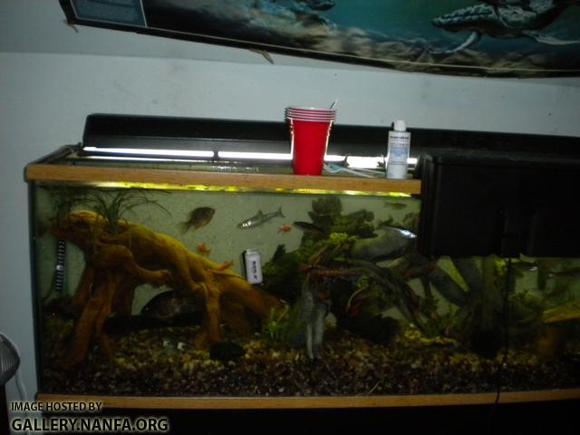 big fish tank