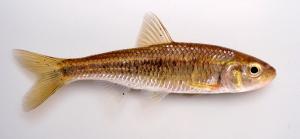 Southern Striped Shiner