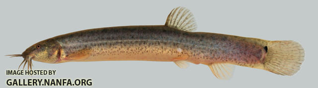 Misgurnus anguillicaudatus Oriental Weatherfish 2000