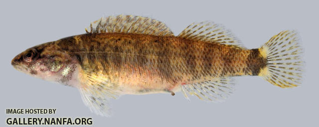 Etheostoma tippecanoe Tippecanoe Darter female 2000