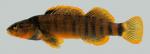 Etheostoma tippecanoe Tippecanoe Darter male 2000