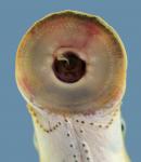 Lampetra aepyptera Least Brook Lamprey  mouth Collins River trib Warren county Specimen #1