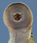 Lampetra aepyptera Least Brook Lamprey mouth Collins Trib Warren county Specimen #3